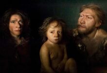 Neanderthal infants grew faster—new clues from an ancient skeleton