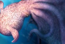 Largest-ever octopus may rival great whites of the Cretaceous