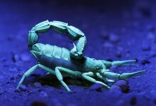 Scorpions reinforce claws and stingers with metals—nature’s steel armor