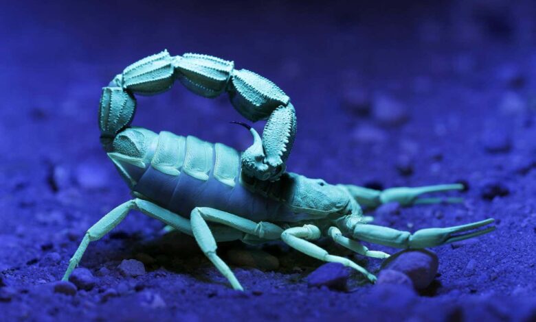 Scorpions reinforce claws and stingers with metals—nature’s steel armor