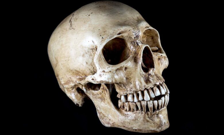 Head shape changes in the past century