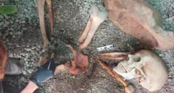 AI Reconstructs Final Moments of Pompeii Victim