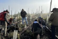New Mexico is ‘building a forest’ by fixing a seedling shortage