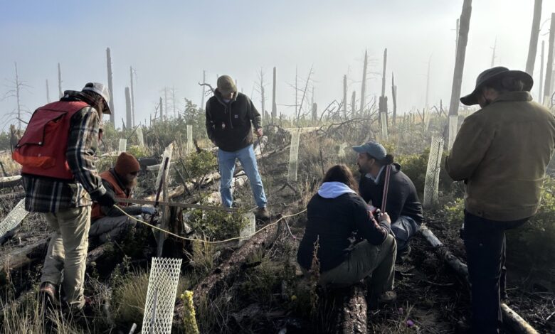 New Mexico is ‘building a forest’ by fixing a seedling shortage
