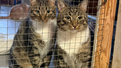 Kissatalo ja sen asukit ovat asettuneet uusille kulmille