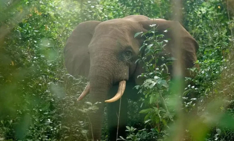 Tragični konec milijonarja: Trofejni lov v Gabonu zahteval življenje