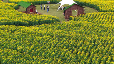 China’s Spring Bloom Pulls Visitors Back Outdoors in Zhejiang