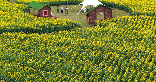 China’s Spring Bloom Pulls Visitors Back Outdoors in Zhejiang