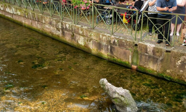 Krokodil-Besuch in Simbabwe: Wenn der Zimmerservice auf vier Beinen kommt