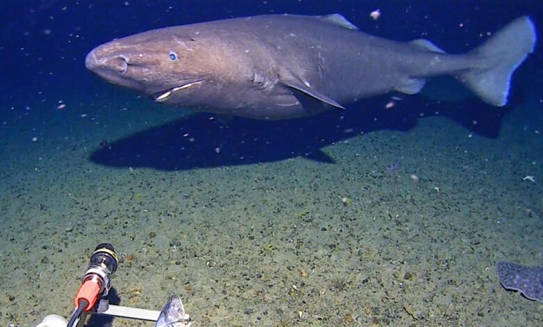Antarctica shark caught on camera—why it matters