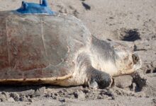 Space Tracking Follows Amputee Sea Turtle on Return to Ocean