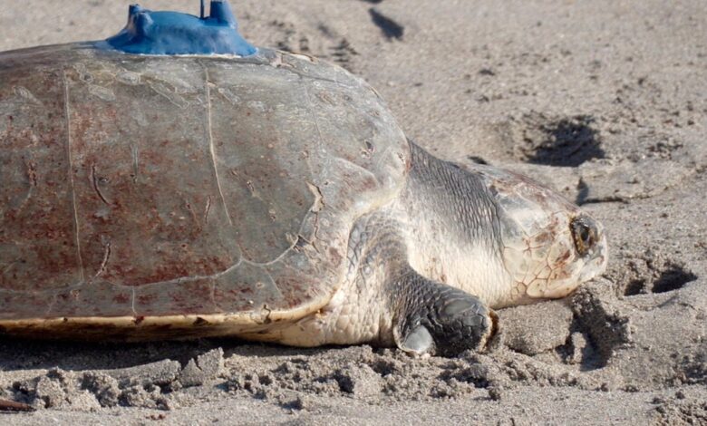 Space Tracking Follows Amputee Sea Turtle on Return to Ocean