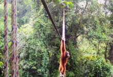 Orangutan Uses Canopy Bridge to Cross Road—First Recorded Case