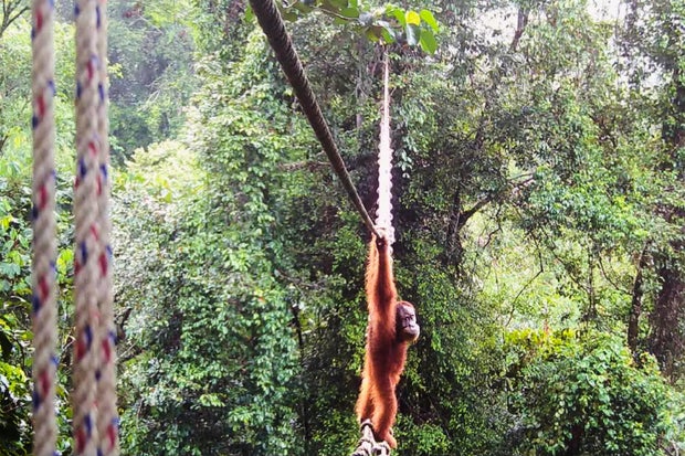 Orangutan Uses Canopy Bridge to Cross Road—First Recorded Case