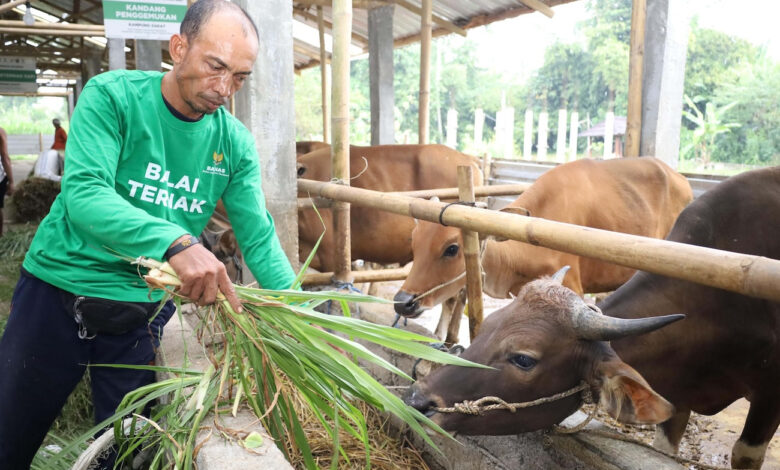 Kesiapan Balai Ternak Lombok Tengah Penuhi Kebutuhan Hewan Kurban