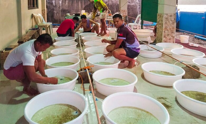 New ‘Stock Now, Pay Later’ Program Boosts Bangus Production