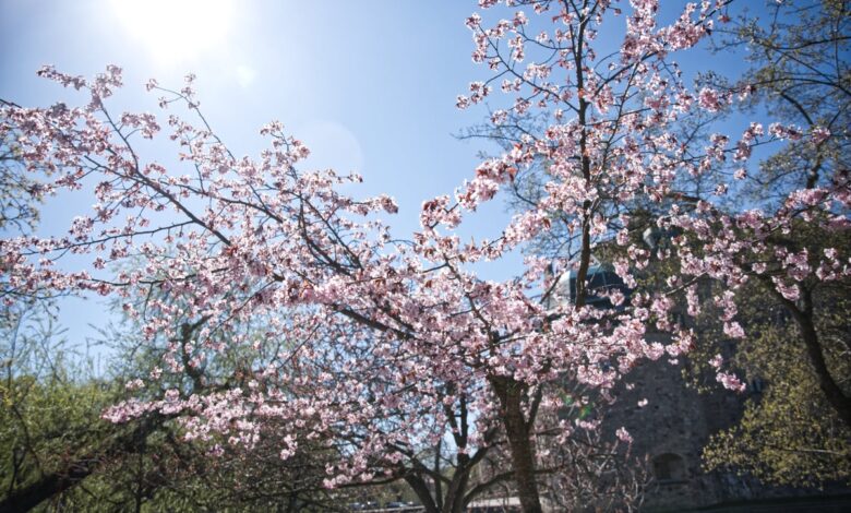 Värmande besked: 20 grader i valborgsveckan