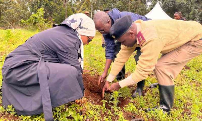 Communities Lead Limuru Forest Restoration Efforts