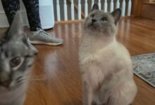 Pet care costs are soaring—here are smart ways to cut expenses