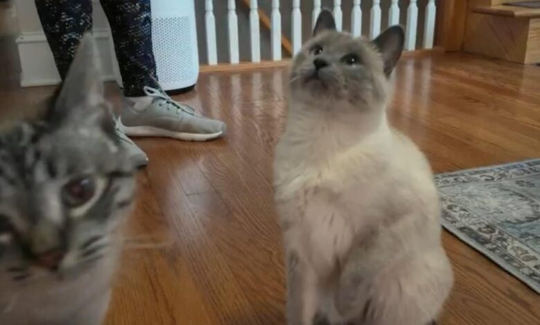 Pet care costs are soaring—here are smart ways to cut expenses