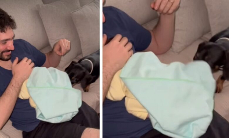 Cachorrinho tenta cobrir bebê e conquista a internet