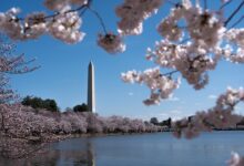 Trump DC beautification push sparks rare Dem praise