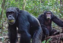 Ugandan chimps split into two factions—then lethal violence followed