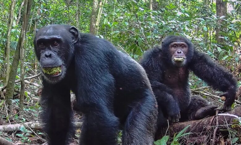 Ugandan chimps split into two factions—then lethal violence followed