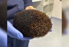Woman Finds Burnt Hedgehog in Bonfire After It Moved—Acted Fast