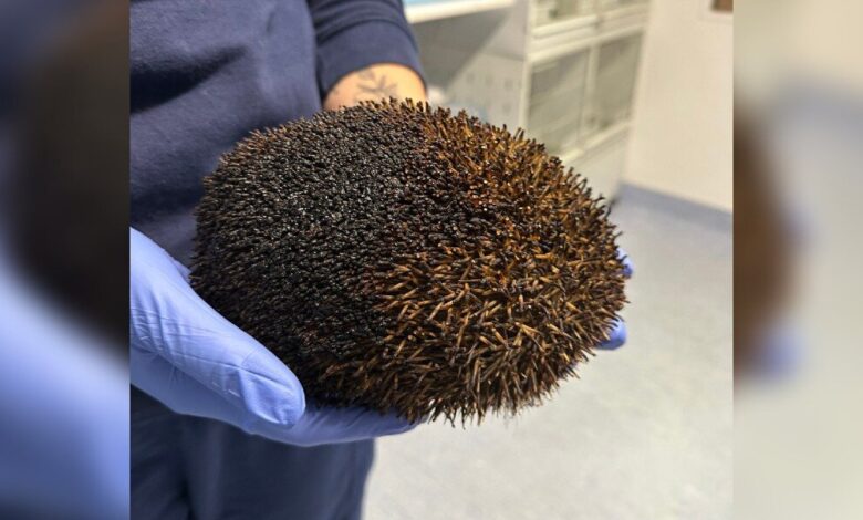 Woman Finds Burnt Hedgehog in Bonfire After It Moved—Acted Fast