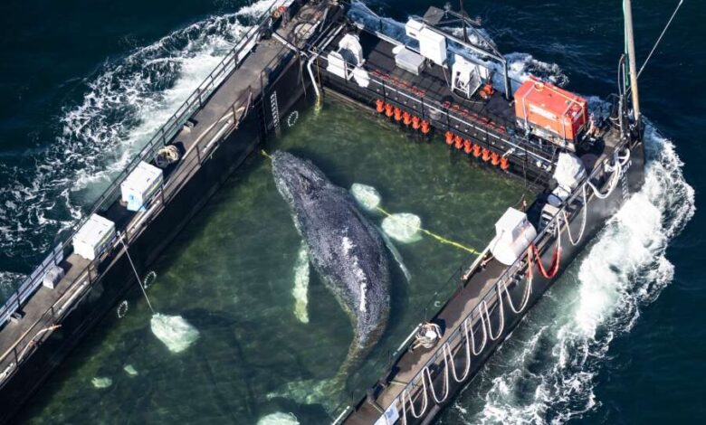 Buckelwal in Wismar: Schleppverband mit „Timmy“ ist auf dem Weg in die Nordsee
