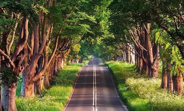 گیسوم؛ کاندیدای جدید گیلان برای ثبت در فهرست‌های جهانی