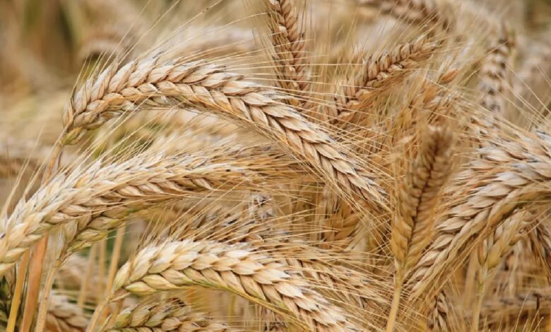 الأمن الغذائي ترسي الدفعة الثالثة من القمح المستورد هذا العام بكمية 985 ألف طن