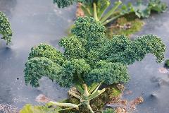 从绿化带到顶流：羽衣甘蓝的“超级食物”神话是真是假？