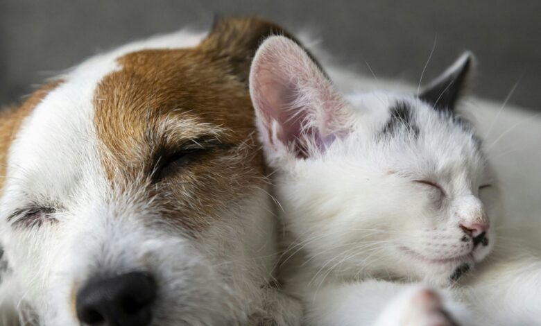 Chip-Pflicht für Haustiere: EU beschließt neue Regeln für Hunde und Katzen