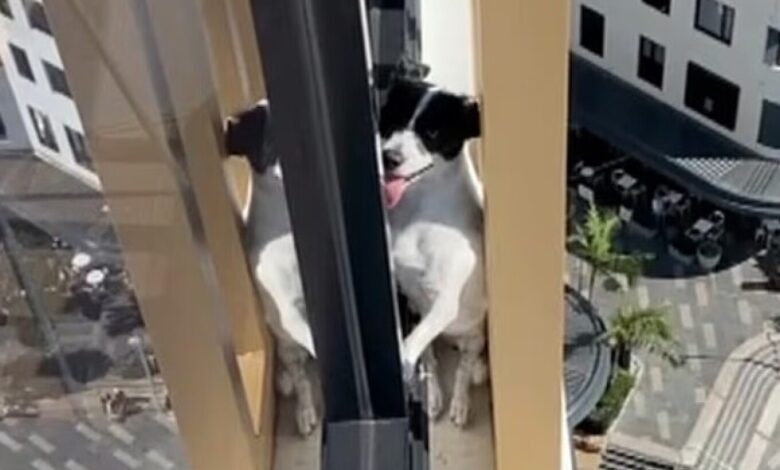 Jack Russell e bllokuar 40 metra lart: shpëtim dramatik në Sydney