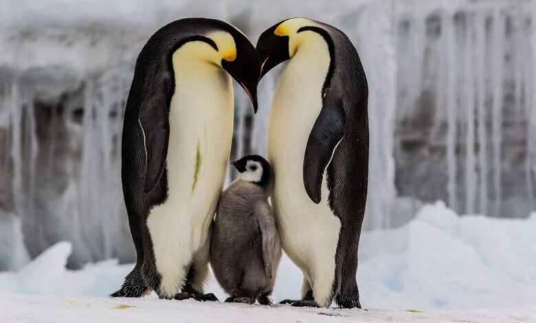 Pingüino emperador: la lucha por sobrevivir en una Antártica cambiante