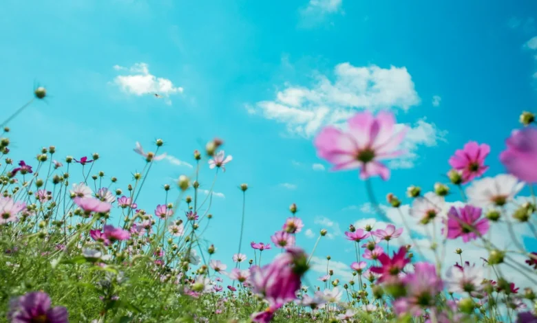 Długoterminowa prognoza pogody: Co nas czeka w majówkę 2026?