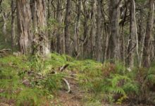 Body on Fleurieu Peninsula: Police declare murder, forensic work to ID victim