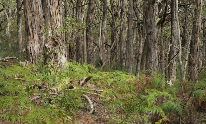 Body on Fleurieu Peninsula: Police declare murder, forensic work to ID victim