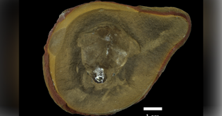 “Weird blob” fossil once labeled the oldest octopus: reclassified