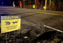 Big Night: one night a year, humans help frogs and salamanders