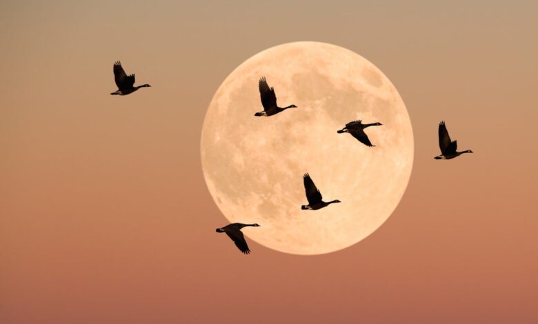 Help migrating birds: turn off lights at night