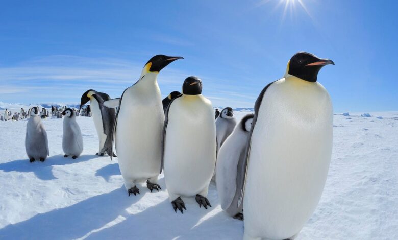 Emperor penguins downgraded to endangered as sea ice vanishes faster