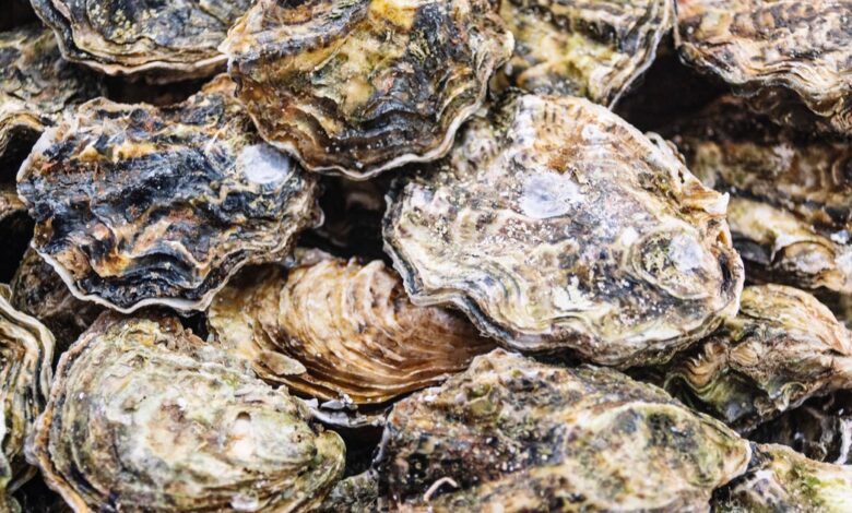 Raw oysters and clams recalled after possible norovirus contamination
