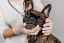 Pet owners face costly vet care—6 practical options