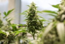 Justice Department eases restrictions on some marijuana products