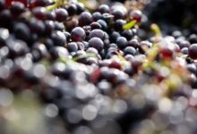 600-year-old Pinot noir seed found in medieval hospital toilet