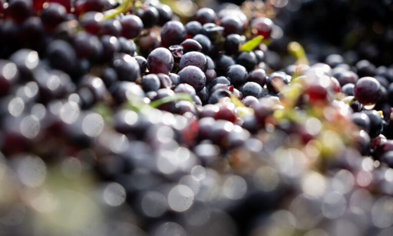 600-year-old Pinot noir seed found in medieval hospital toilet