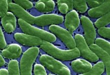 Flesh-eating bacteria in Long Island waters: what to know now